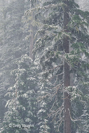 Snowy forest, Mount Hood, Oregon