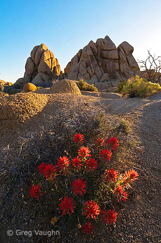 Indian Paintbrush at Jumbo Rocks, Joshua Tree National Park