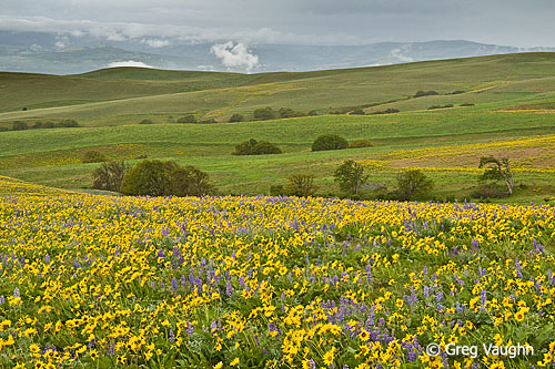 Balsamroot flowering on slopes of Columbia Hills State Park, Washington.