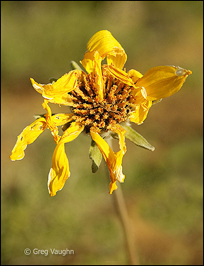 A fading arrowleaf balsamroot flower