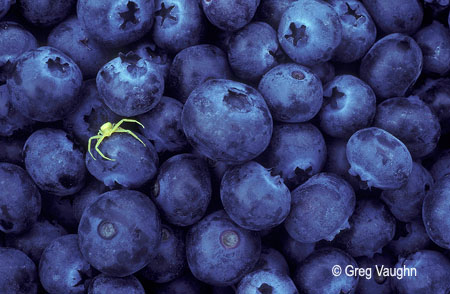 Yellow flower spider on blueberries; Willamette Valley, Oregon