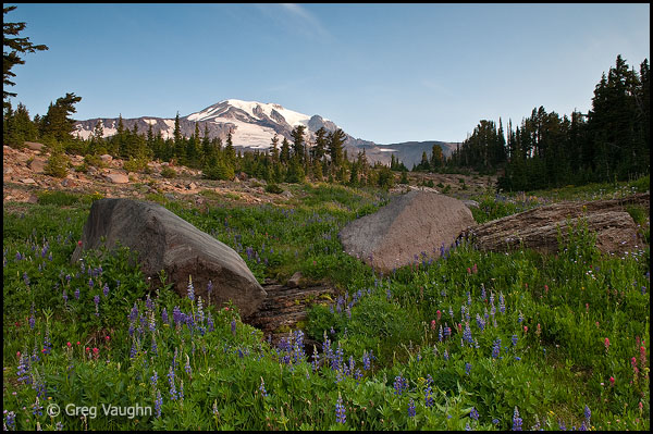 Mount Adams and wildflower meadow.