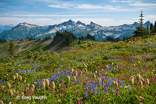 Wildflowers and Tatoosh Range, from the Paradise area of Mount Rainier National Park.