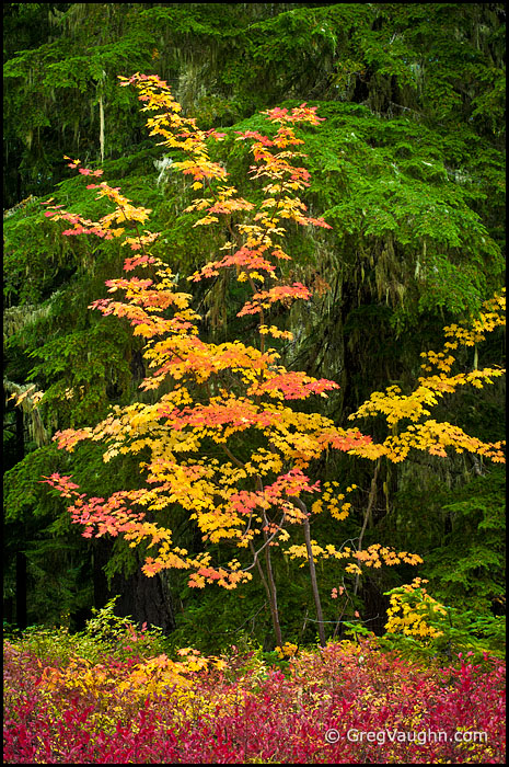 Vine maple and huckleberry