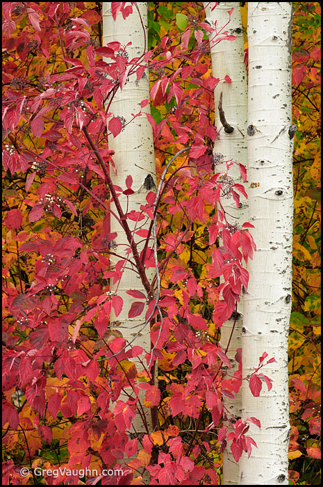 Red-osier dogwood leaves and aspen tree trunks