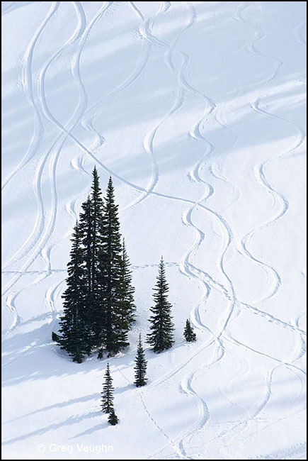 trees and tracks in snow at Paradise Valley, Mount Rainier National Park