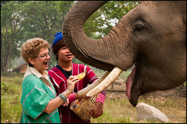 visiting giving banana to elephant