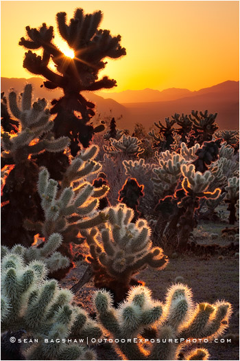 photo of Cholla cactus by Sean Bagshaw