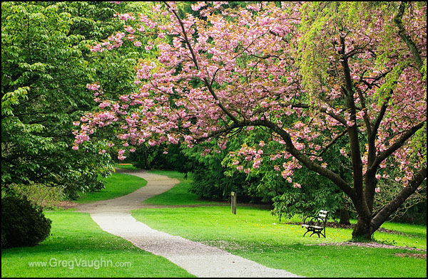 cherry tree in Washington Park Arboretum