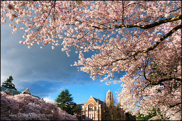 12040111_UW-cherry-trees