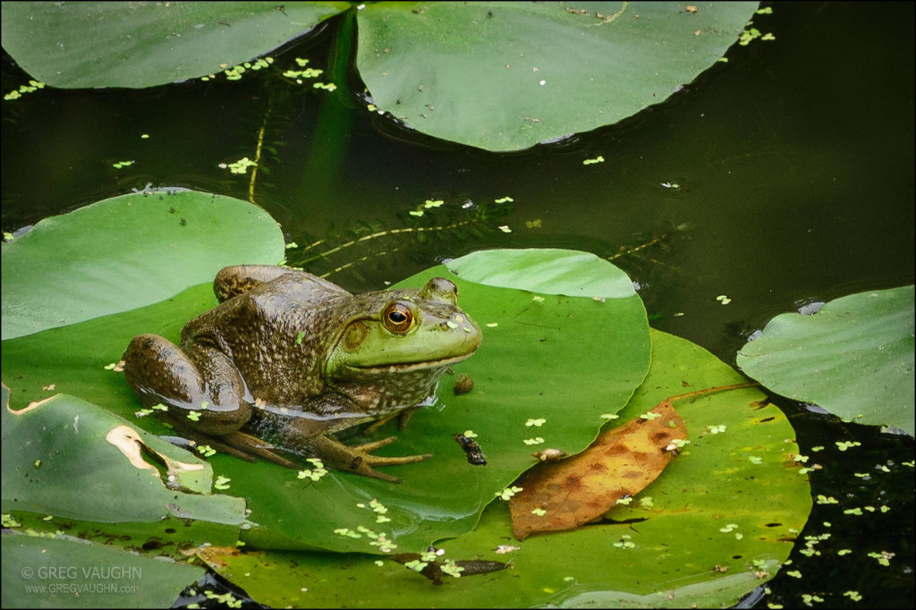 bullfrog sitting on lily pad in pond