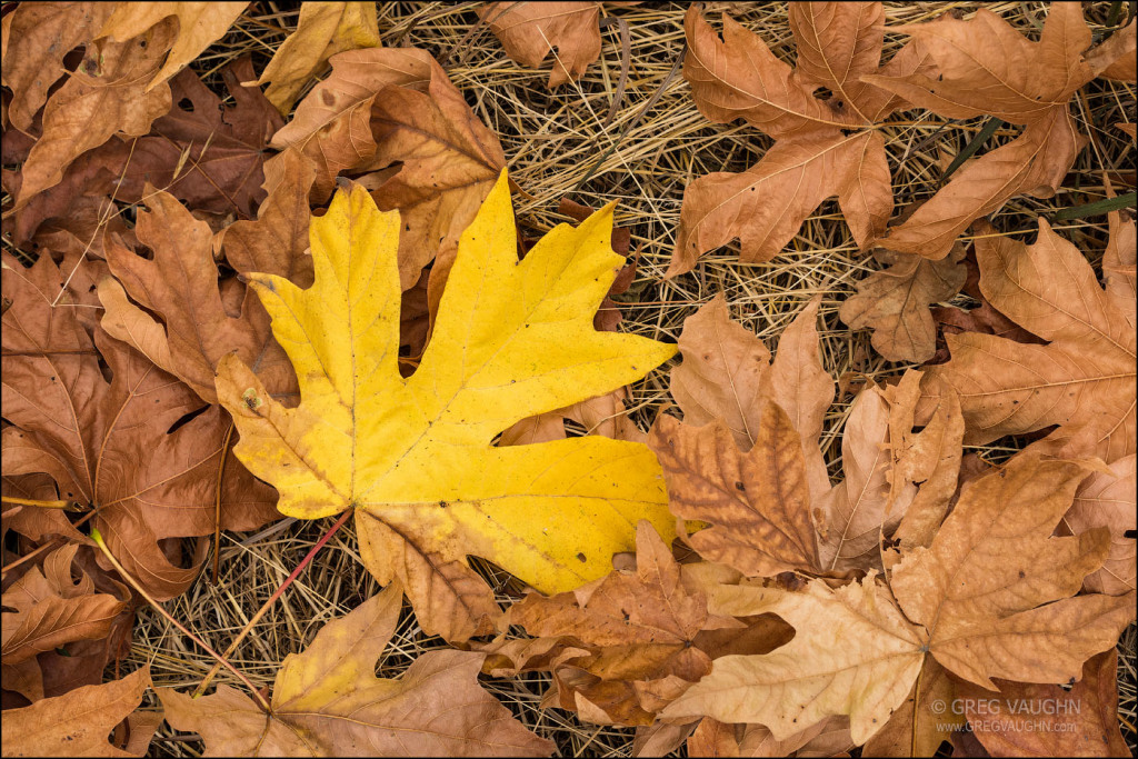 brown and yellow leaves