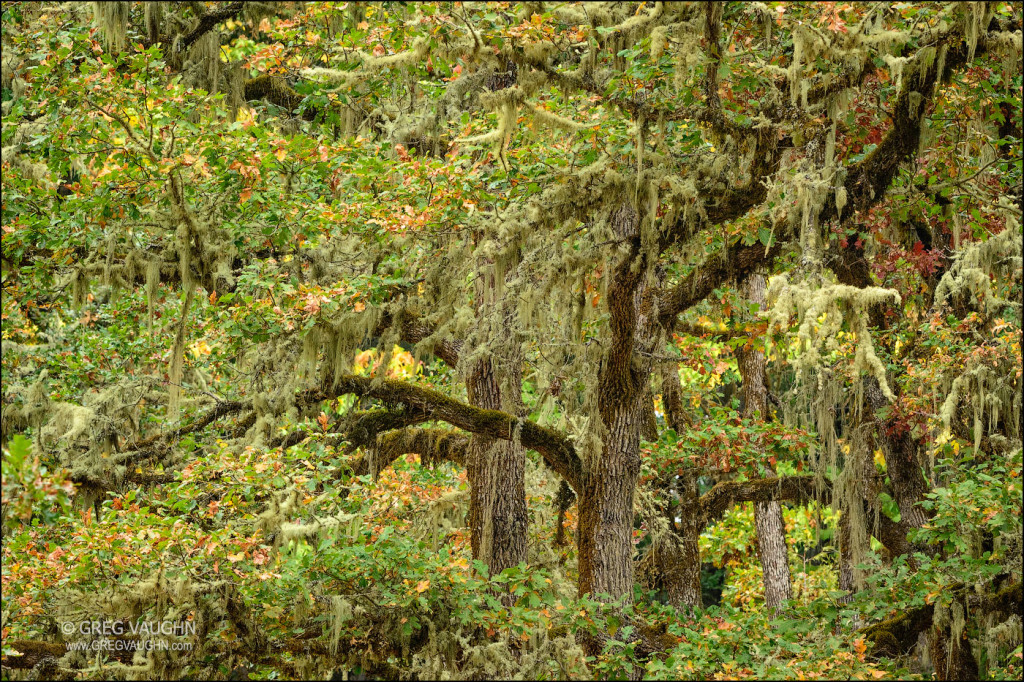 a forest of oak trees