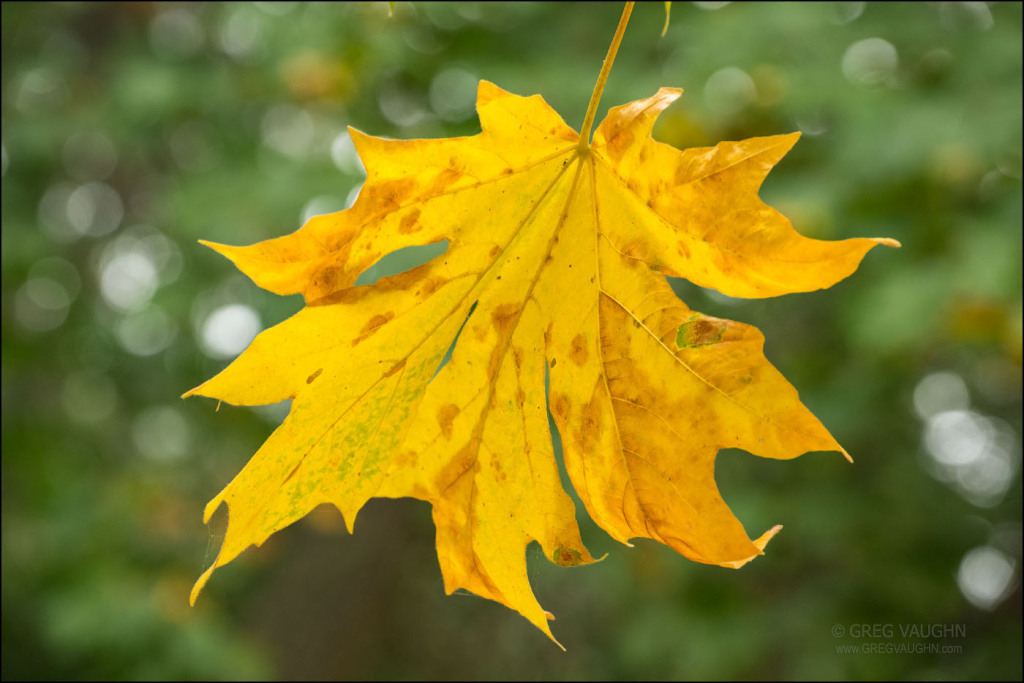 yellow and brown mottled maple tree leaf hanging on tree