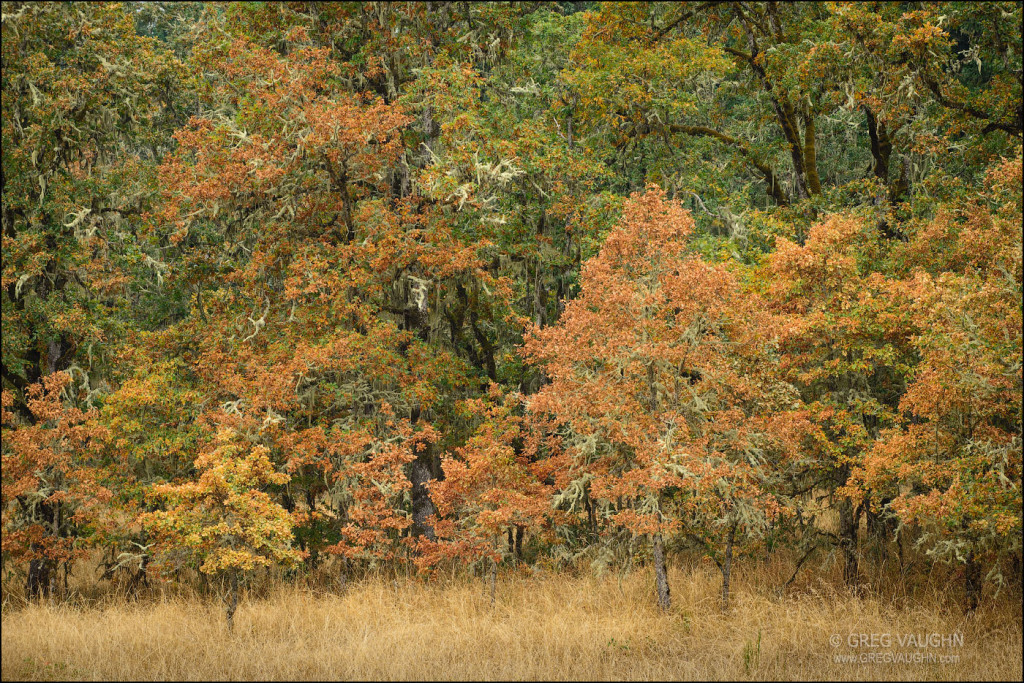 oak trees and grasses with some fall color