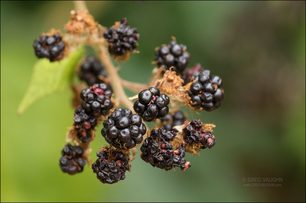 blackberry fruits on the vine