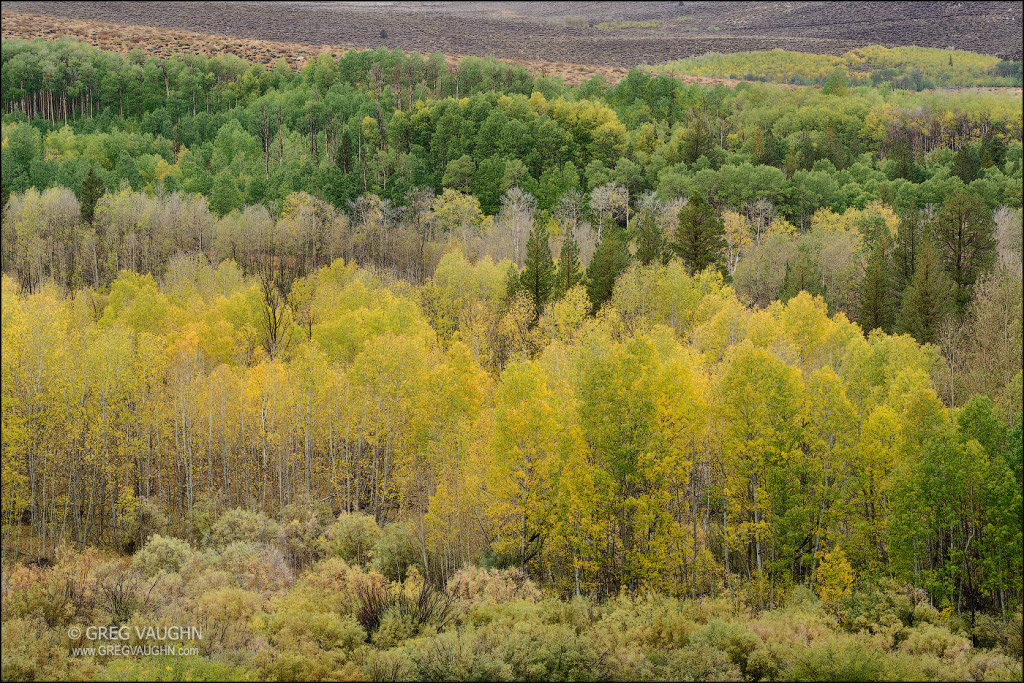 Aspen grove at Conway Summit, US Hwy 395.