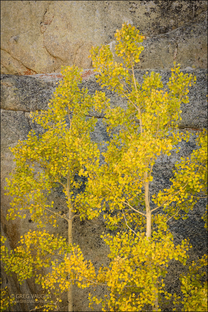 aspen trees against granite cliff