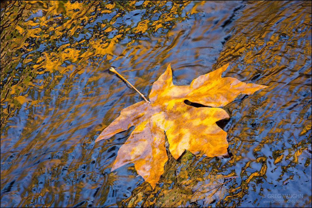 maple tree leaf in fall color on wet rocks