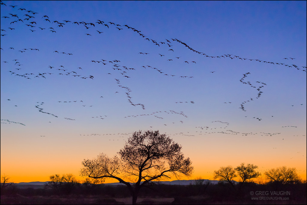 Snow geese in flight at dawn; Bosque del Apache National Wildlife Refuge, New Mexico.