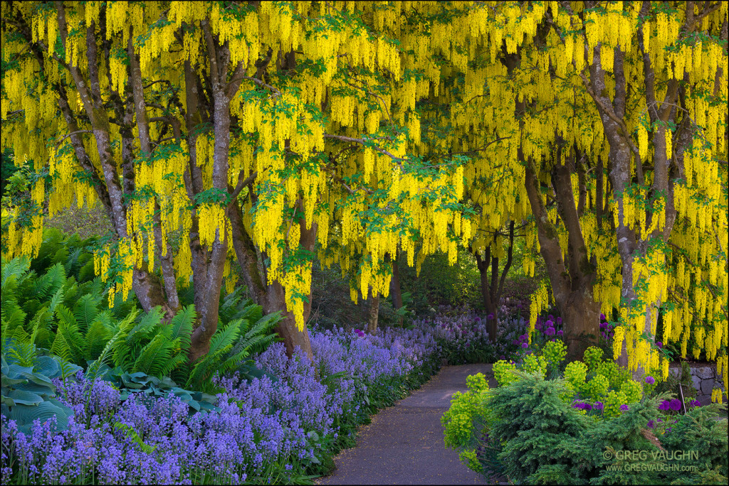 Laburnum trees, purple alliums and blue bells in bloom at VanDusen Botanical Garden, Vancouver, British Columbia, Canada.