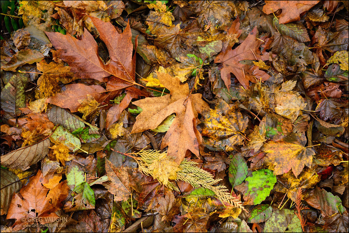 leaves on the forest floor in autumn