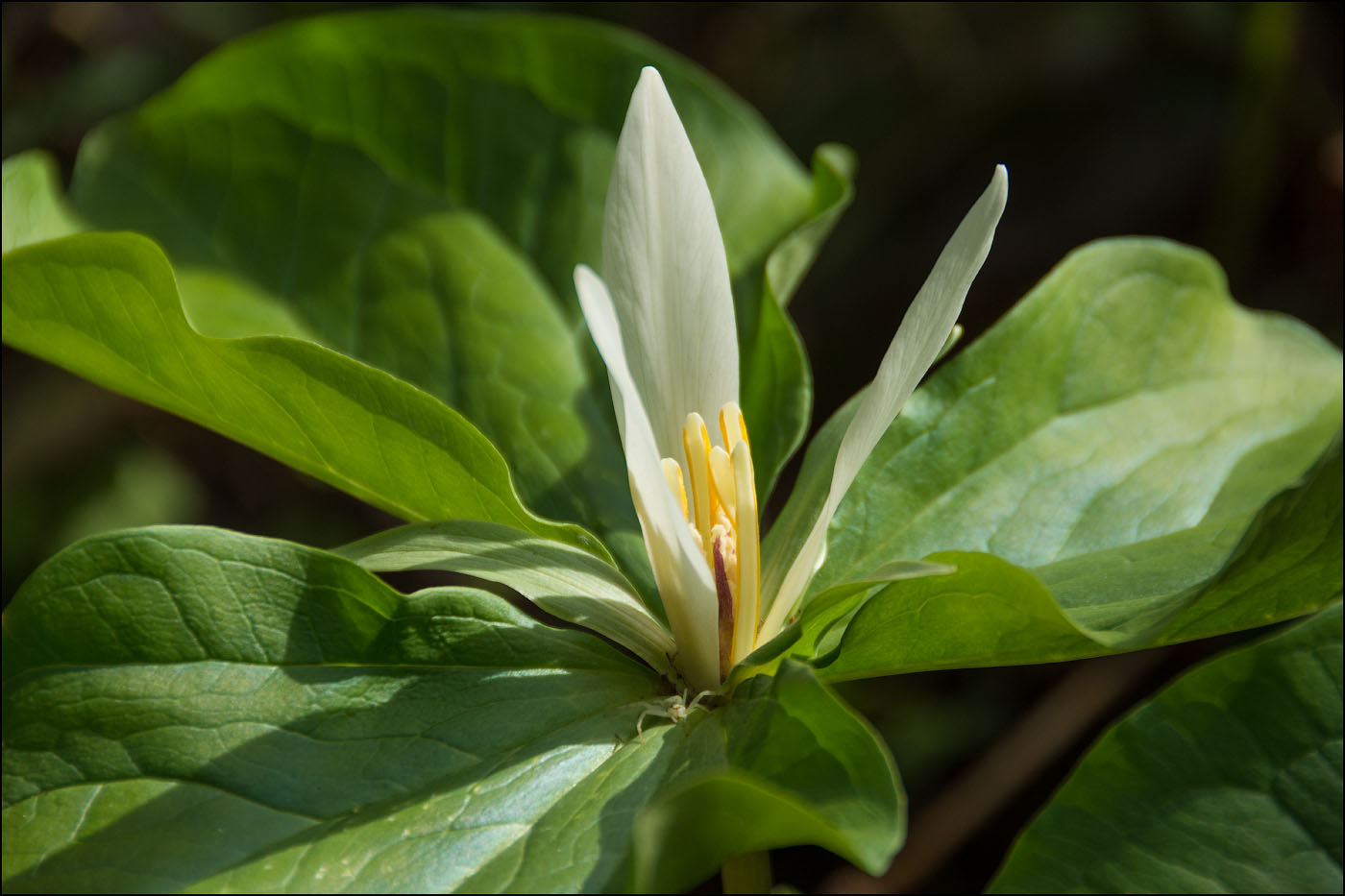 Close-up of Trillum flower.