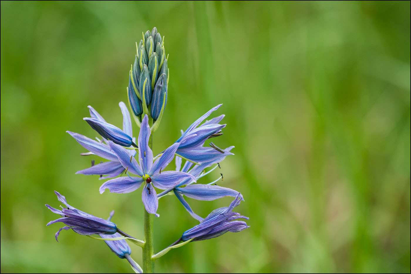 Tall Camas blossom