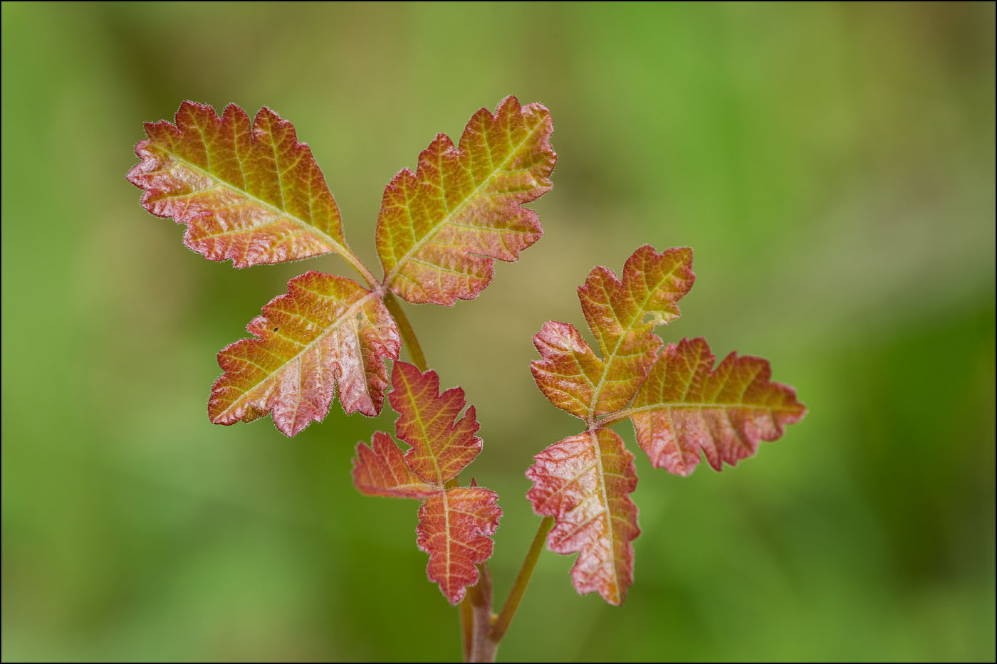 Young leaves of Poison Oak with reddish edges.