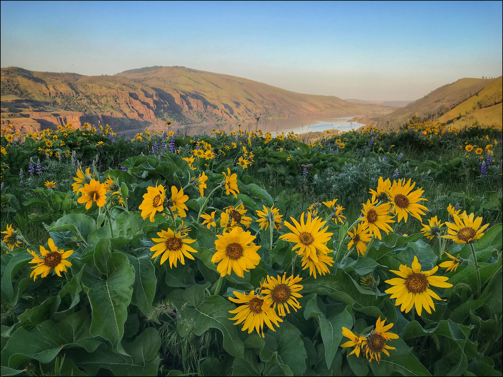 Oregon & Washington Wildflower Hikes in the Columbia River Gorge