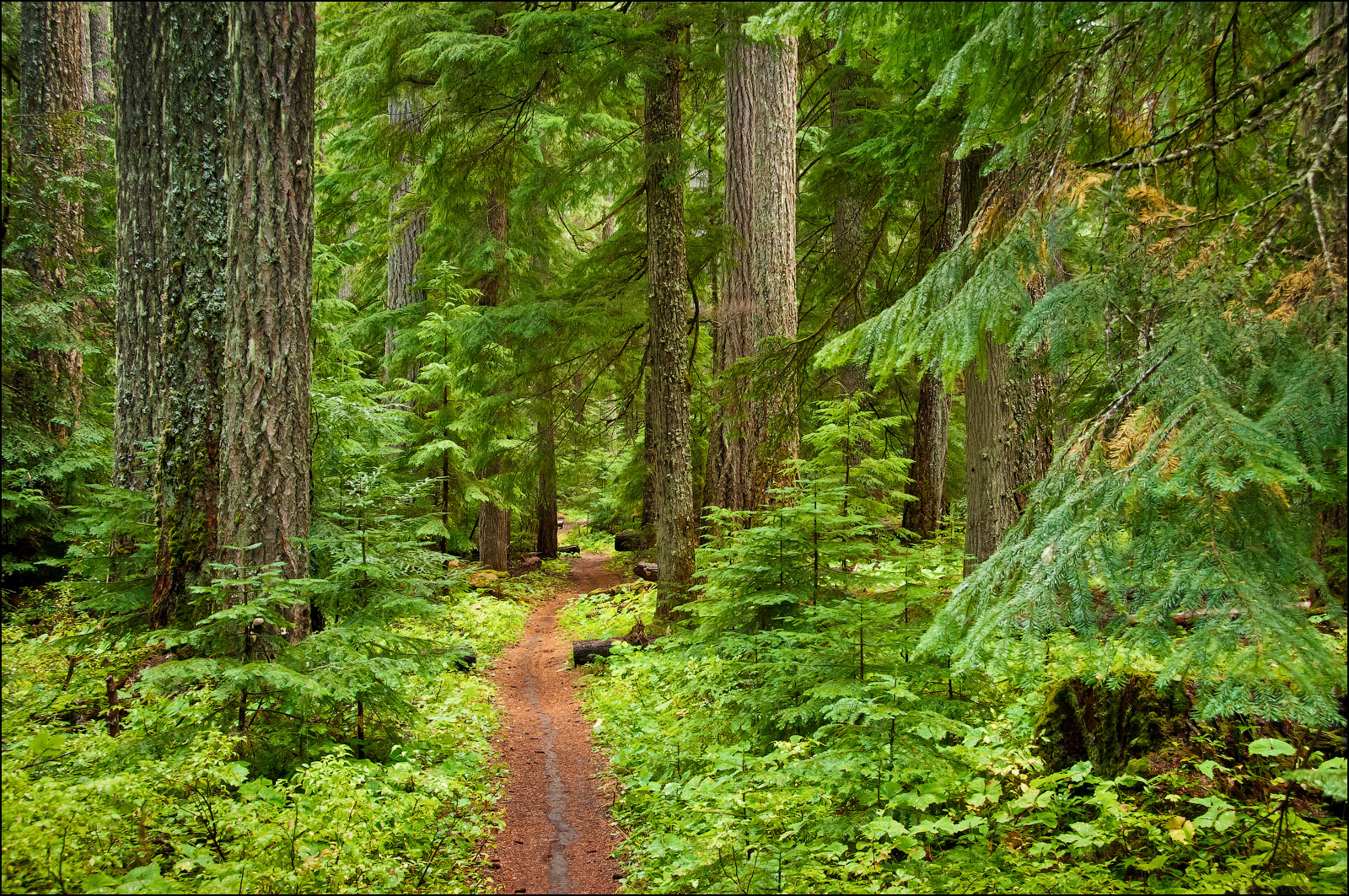 McKenzie River National Recreation Trail through coniferous forest in Oregon's Cascade Mountains.