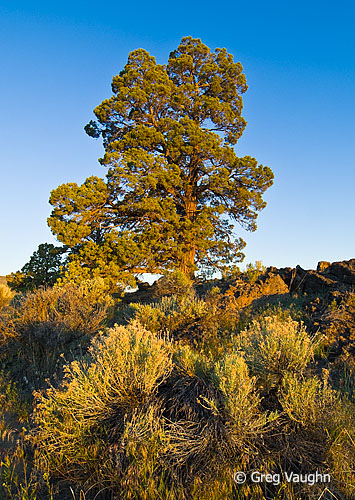 Bend Badlands Wilderness - Wanders & Wonders