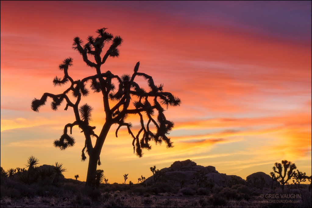 Joshua Trees At Sunrise Joshua Tree National Park California