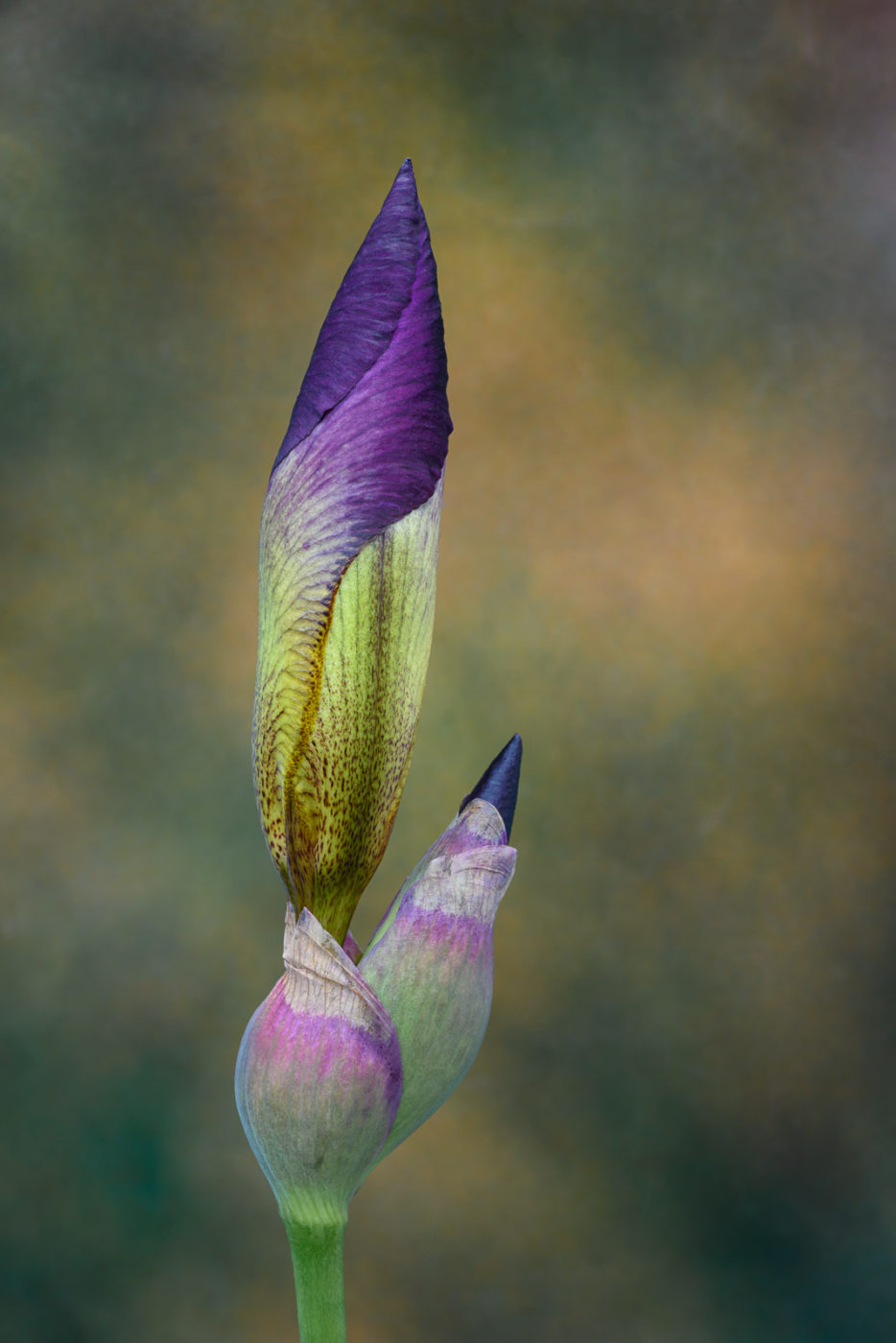 a purple iris blossom about to unfold