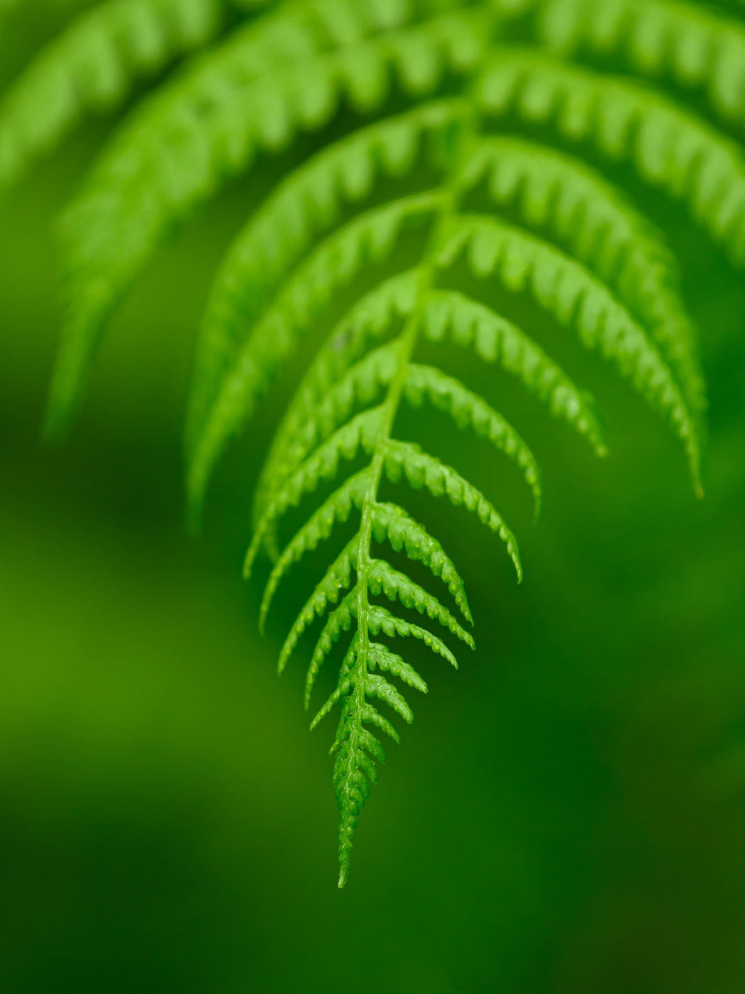 tip of a lady fern frond