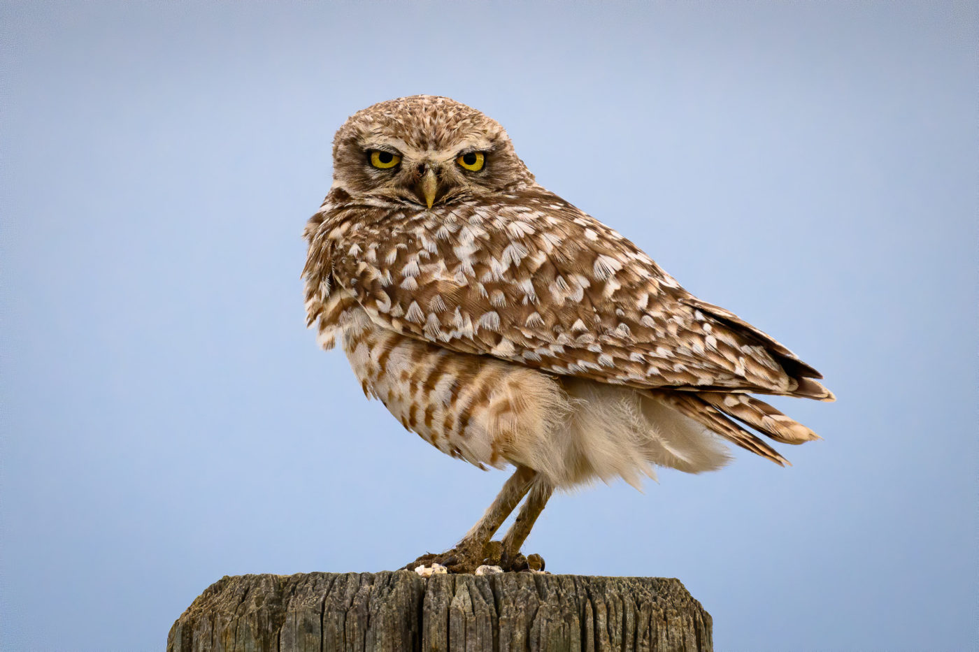 Burrowing Owl on sign post, Sage Creek Rim Road, Badlands National Park, South Dakota.