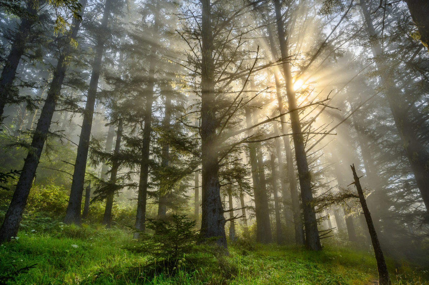 Crespuscular sun rays in the forest at Natural Bridges; Samuel H. Boardman State Scenic Corridor, Southern Oregon Coast.