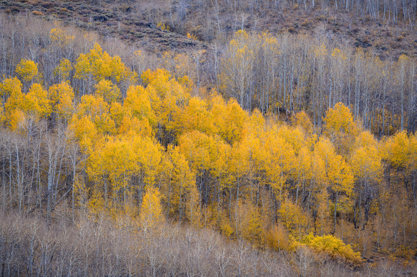 Aspen trees in fall color at Jackman Park on Steens Mountain in southeast Oregon.